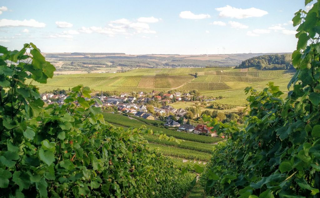 Vignoble Luxembourg