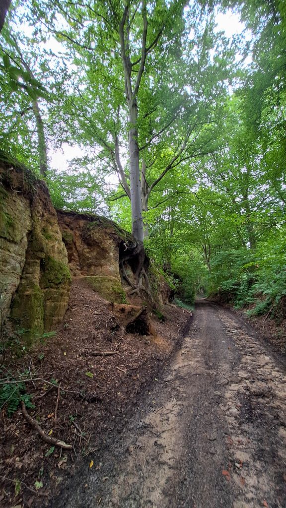 Sentier forestier