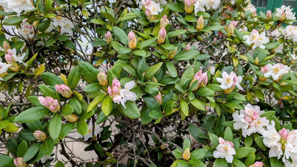 Floraison printanière