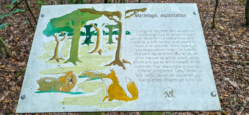 BOUZONVILLE DECOUVERTE-22