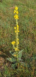 DECOUVERTE BOUST-31